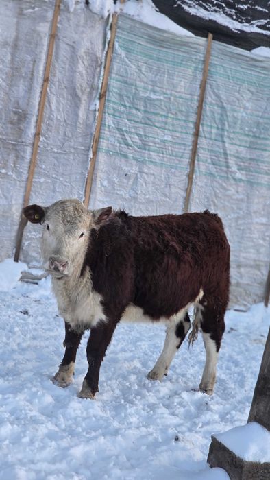 Продам телочек 2025 г. р.