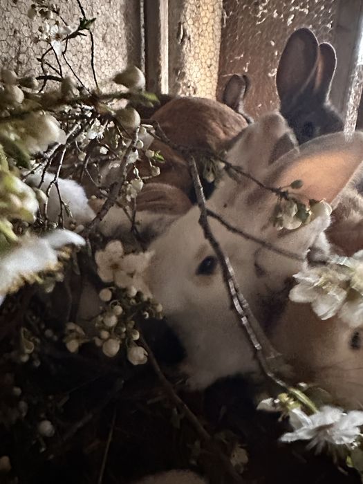 Зайчета малки на два три месеца белгиски великан