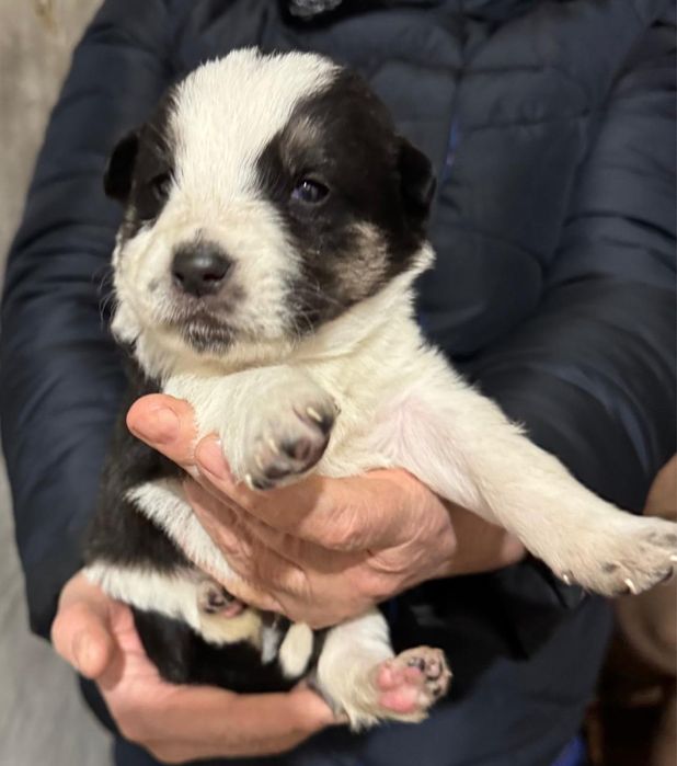 Отдам щенят в добрые руки