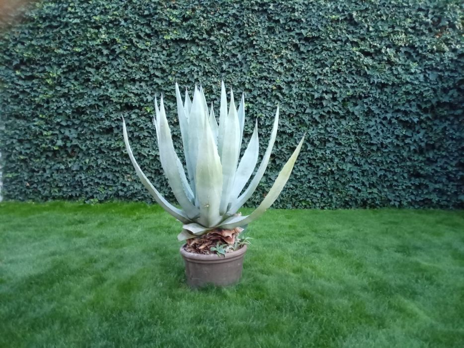 Vand Agave Americana