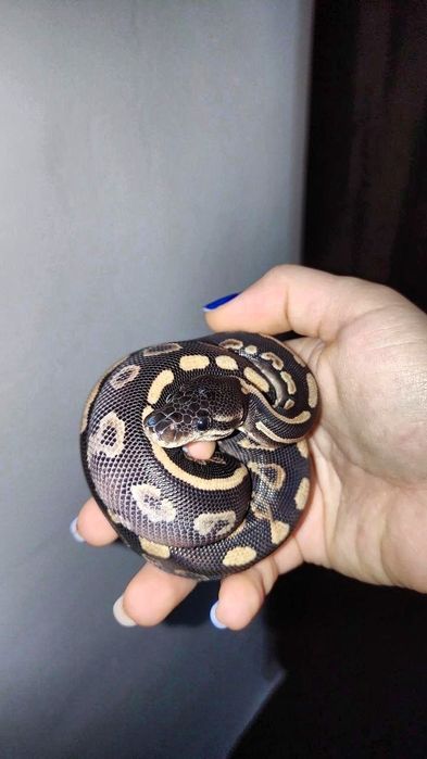 Малыши королевского питона