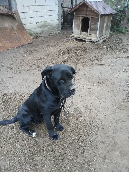 Femela foarte frumoasa și superba cine are  o dorești sa ma contactați