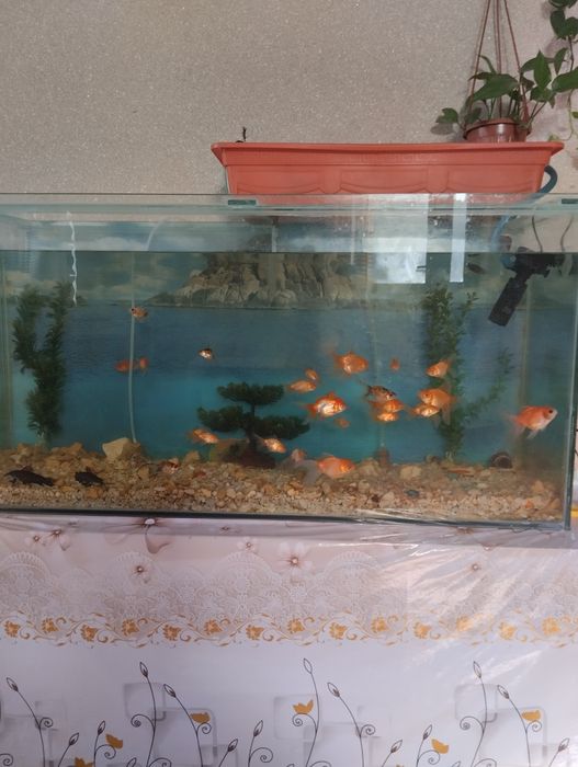 Аквариум сотилади размер  120*60 сифатли