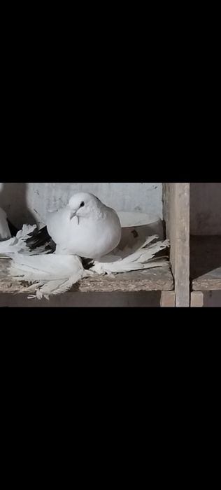 Голуби С/К персы