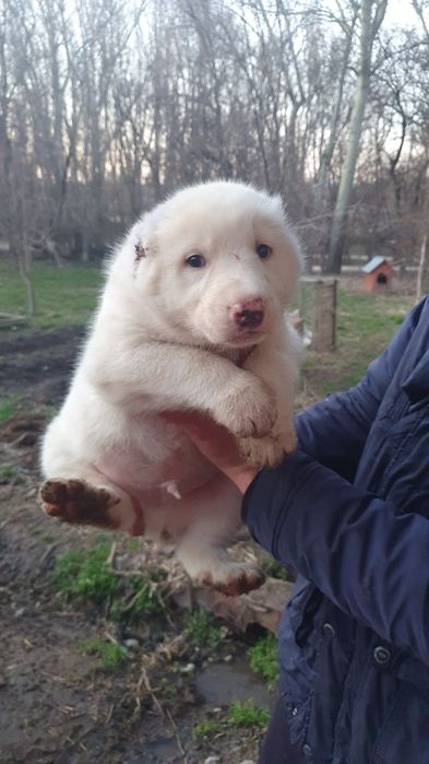 Щенки кабели крупные