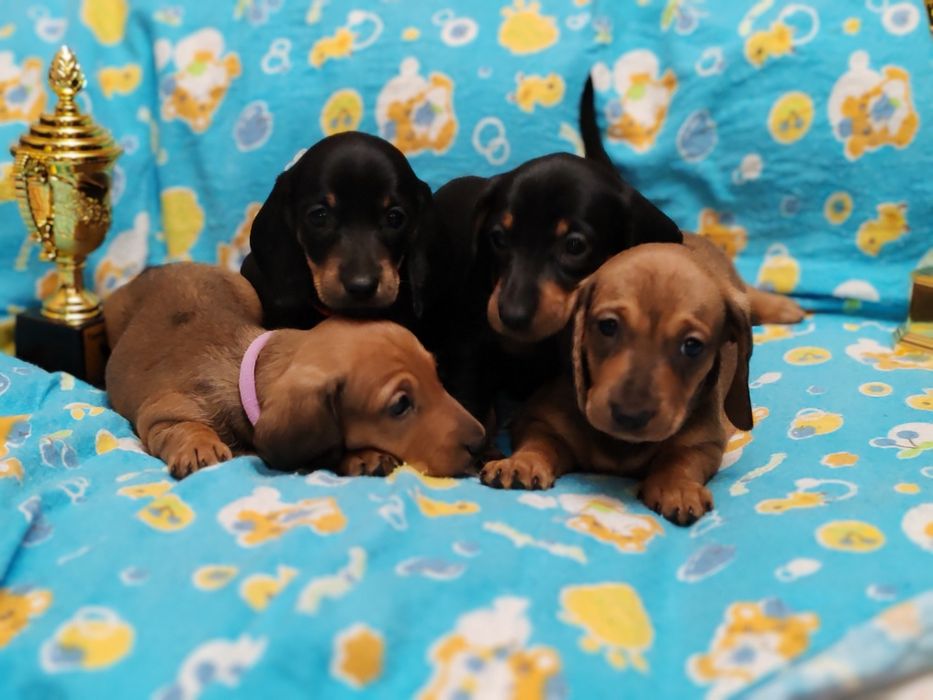 Щенки таксы стандартной с документами