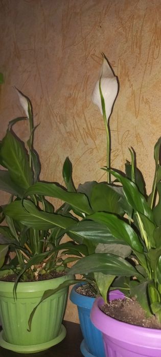 Продам цветы в горшках