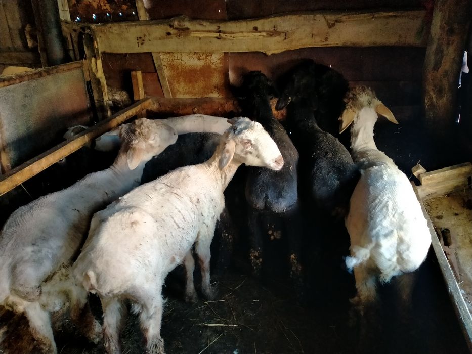 Қойлар сатам, Овцы продам