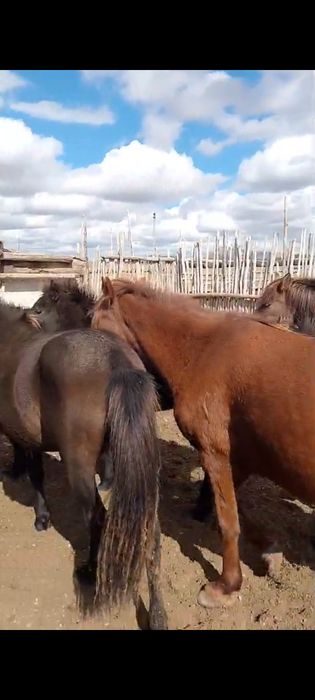 Үйір жылқы сатылады