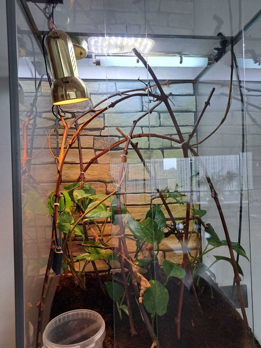 Террариум для рептилий