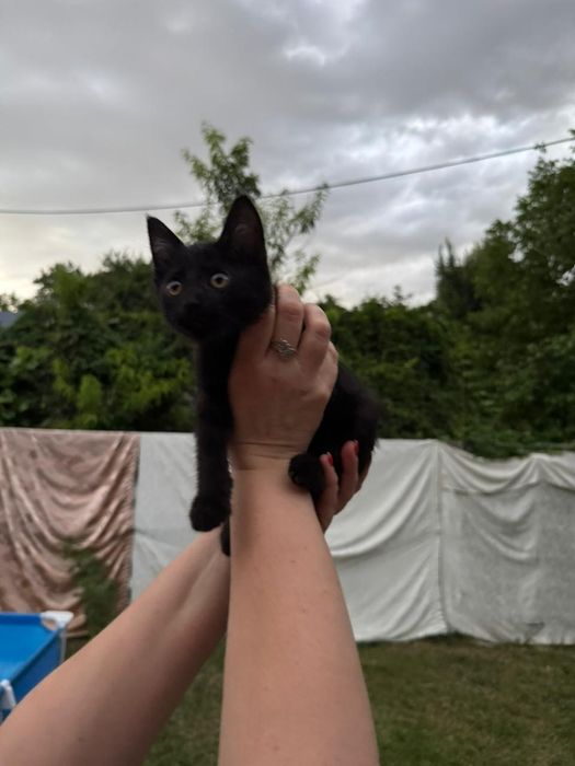 Котёнок бесплатно