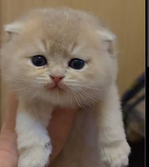 Котята с документами большой выбор