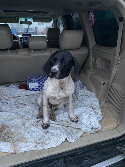 Курцхаар поинтер рабочий дратхар