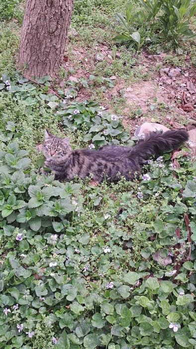 Отдам котенка даром в хорошие добрые руки.