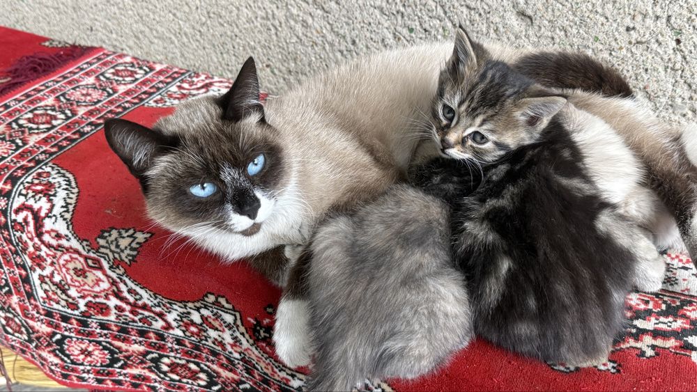 Дарю котят в хорошую руку