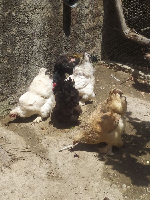 Брама зотли товуклар сотилади