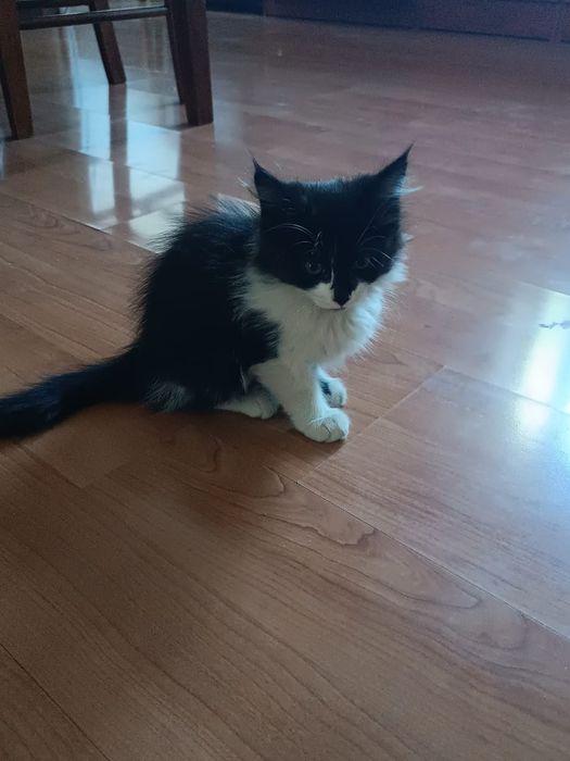 Кошечка в добрые руки