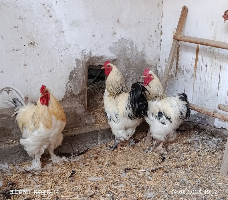 Куры  породы брама