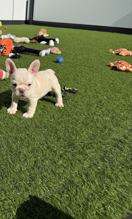 Bulldog Francez Luxurious Frenchie House