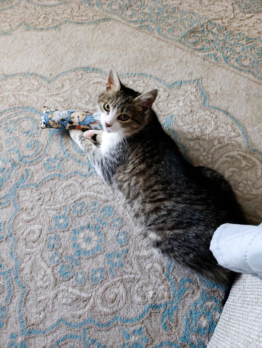 Pisică spre adopție
