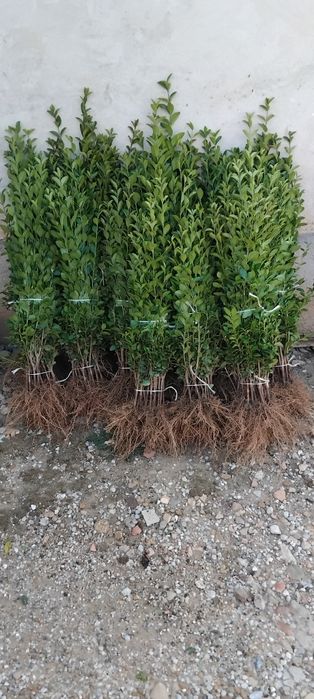 Лигуструм на гол корен