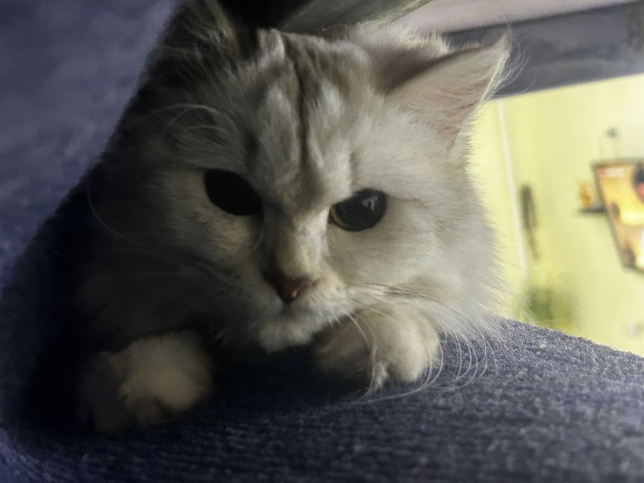 Қолға үйретілген мысық кошка