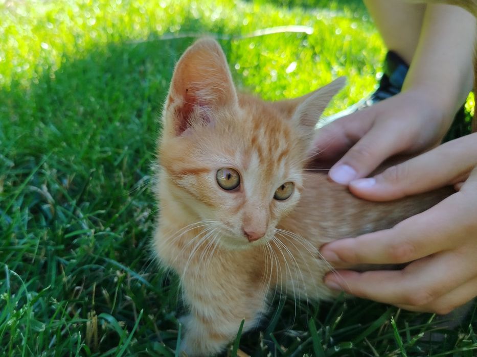 2-месечно рижаво мъжко коте