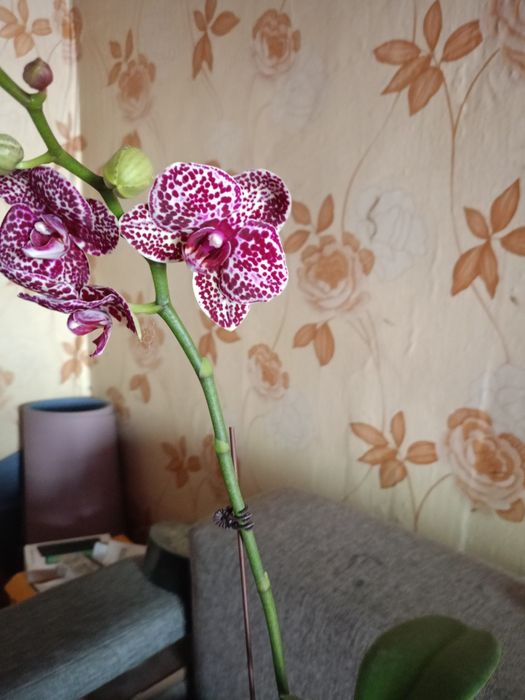 Продам орхидею "Дикий кот"