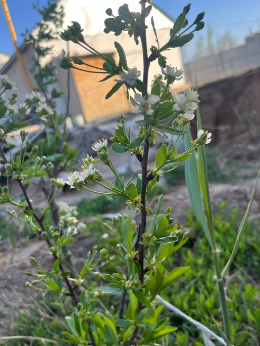 Биогомус Қызылорда