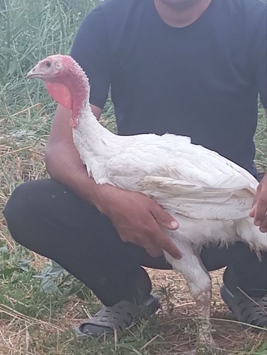 Биг 6 индук жужалар сотилади ваксиналар хаммаси булган