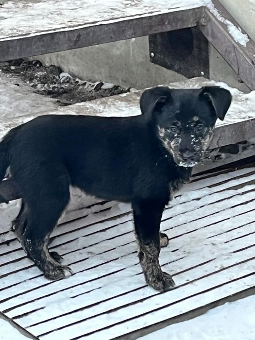 Отдам в добрые руки