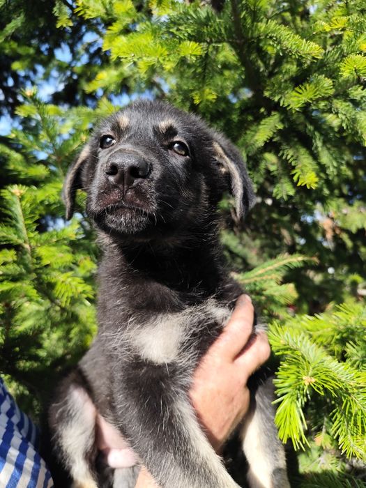 Породные Щенки ВЕО