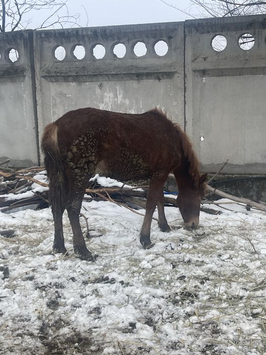 Жылкылар сатыладаы
