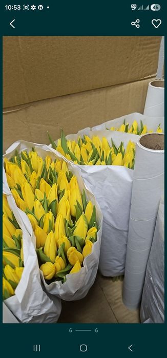 Тюльпаны 360тг оптом