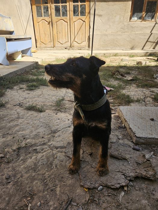 Яктерер Сучка и Кабель