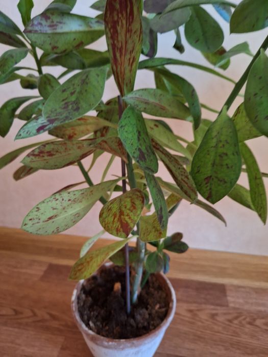 Синадениум.  синадениум