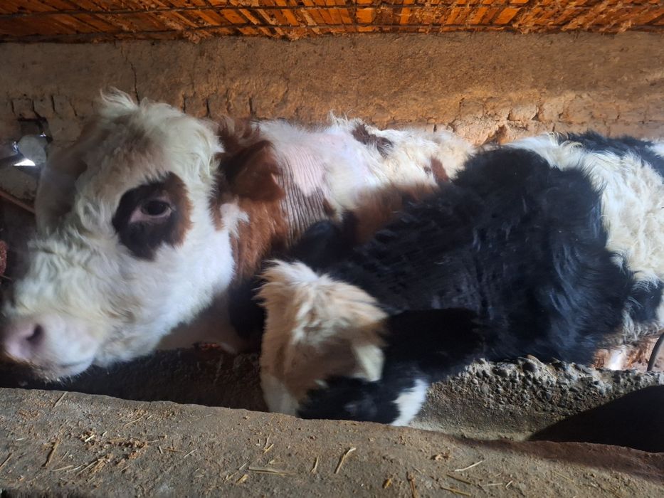 3 бас букалар сатылады