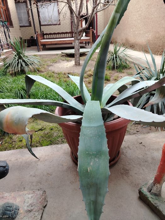 Kotta Agavalar sotiladi