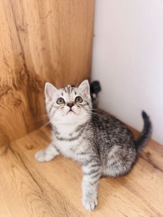 котята шотландской породы