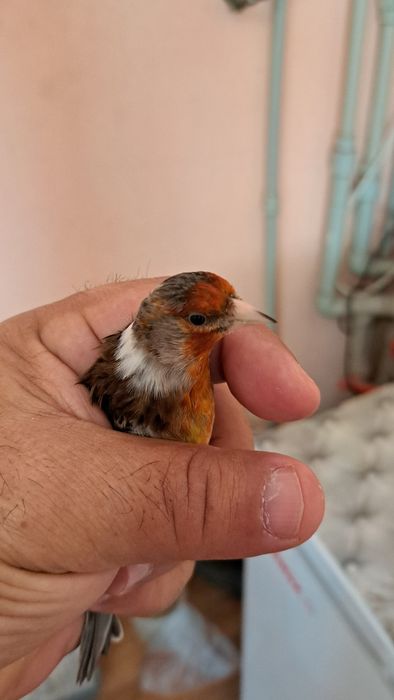 Гибриды щегла и канарейки.