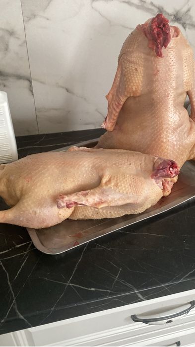 Продам домашних гусей