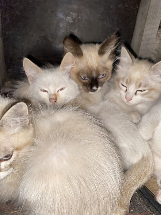 Котенки ищет хозяев.