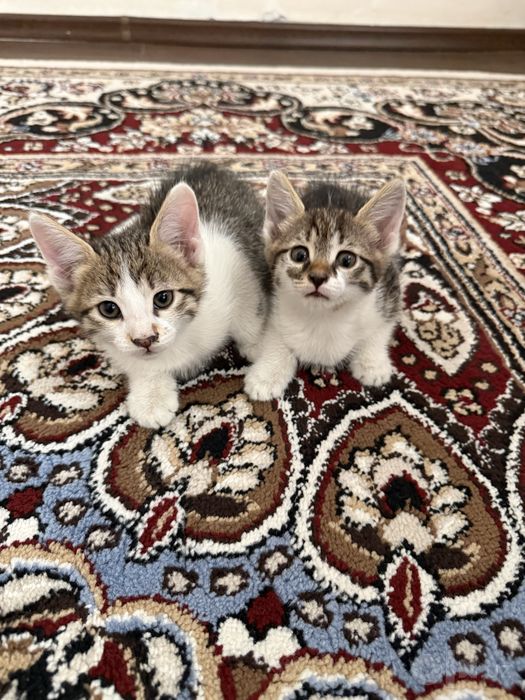 Отдам в хорошие руки котят 1,5 месяца мальчи и девочка