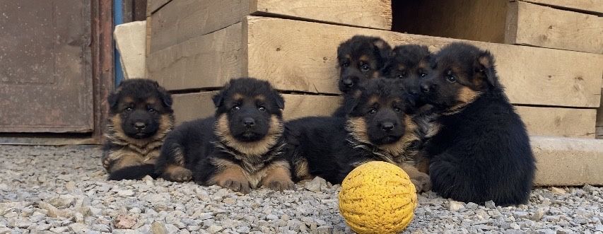 Продам щенков немецкой овчарки