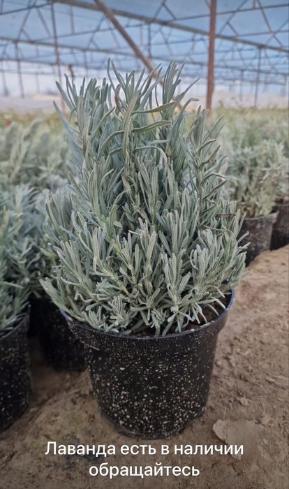 Лаванда есть в наличии