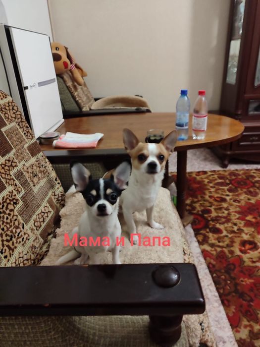 Продам щенка чихуахуа