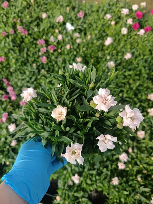 Цветя на Едро и Дребно