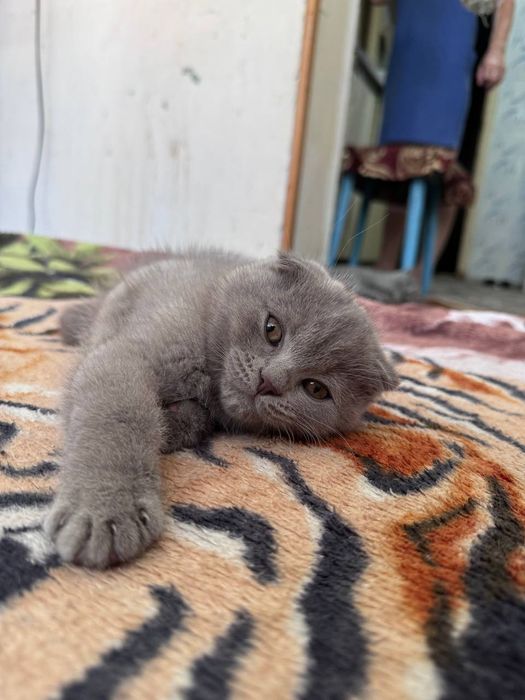 Продается котенок мальчик