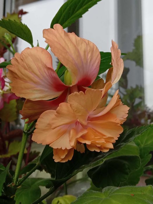 Гибискусы  разных цветов