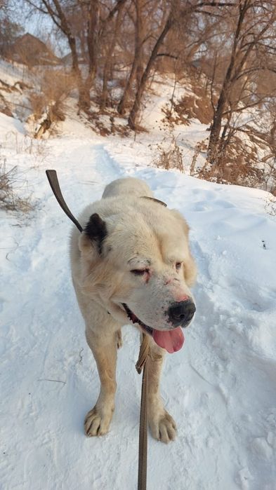 Пропал собака в районе Медеуский